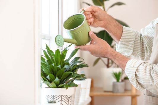 How to water your plants: tips + techniques + keys to save water